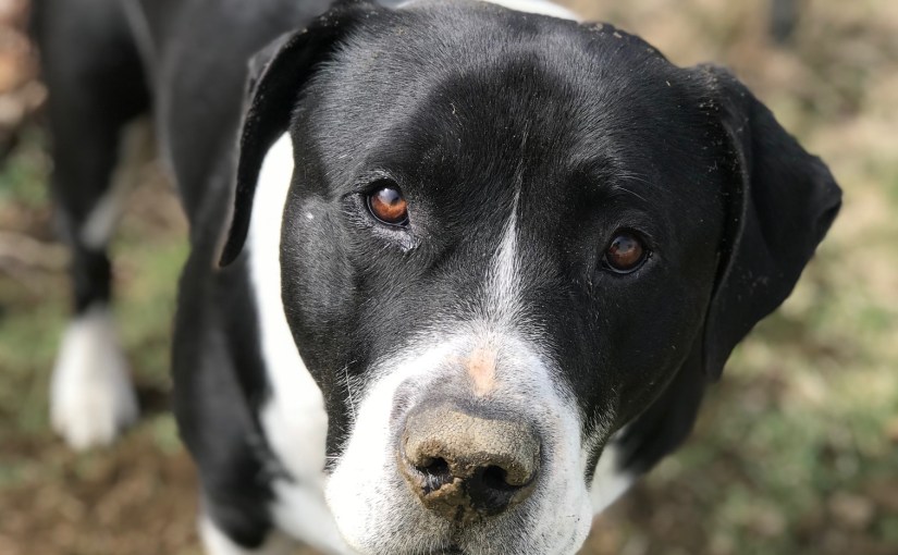 Ticks: Can’t live with ’em, can’t kill ’em&nbsp;all