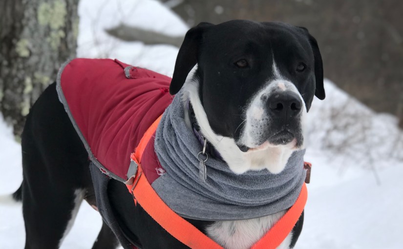 The Cost of Dog&nbsp;Parenthood