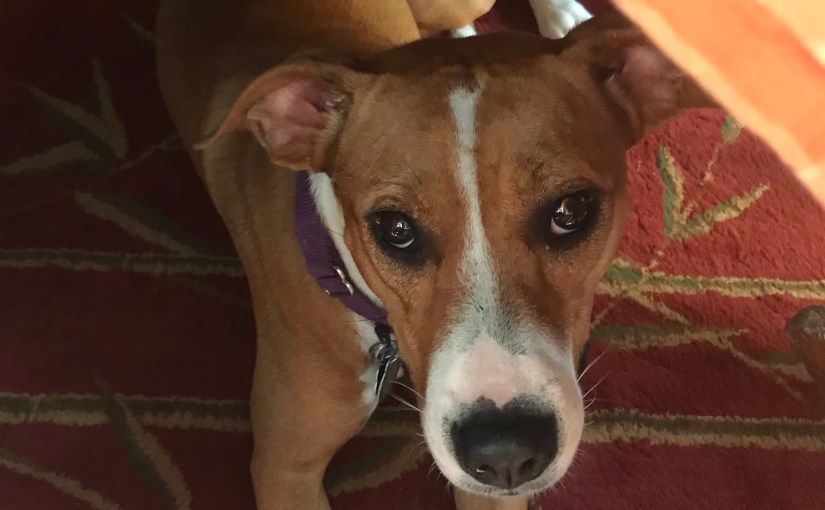 Heartworm shall not defeat&nbsp;us