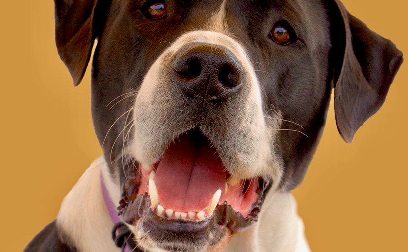 Gogo Answers the&nbsp;Quiz